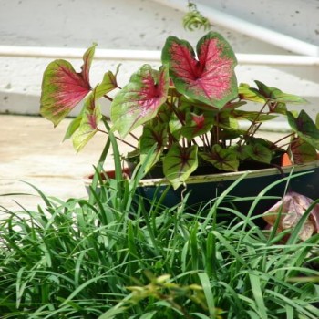 Heart of Jesus (Caladium)